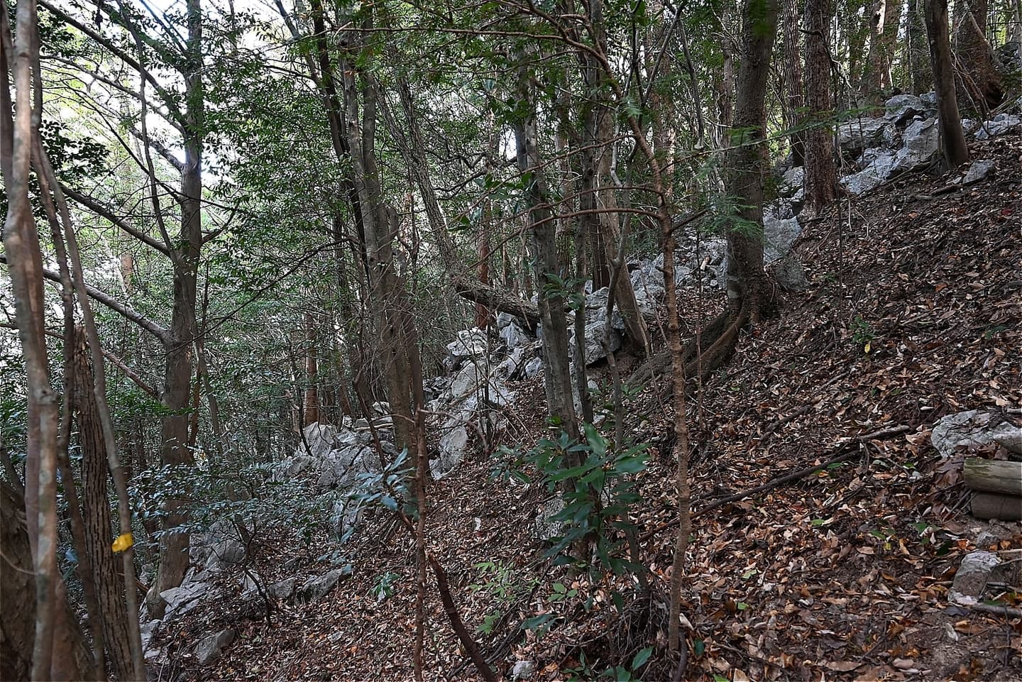 横倉山森の中の石灰岩の岩塊